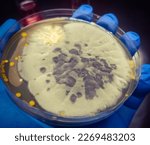 Small photo of Malt Extract Agar in Petri dish using for growth media to isolate and cultivate yeasts, molds and fungal testing from neil scraping samples. Neil scraping for fungus culture.