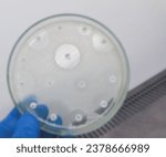 Small photo of Antimicrobial susceptibility testing in culture plate. Drug sensitivity test, disk drug, antibiotic sensitivity, Amoxyclav sensitive.