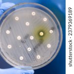 Small photo of Antimicrobial susceptibility testing in culture plate. Drug sensitivity test, disk drug, antibiotic sensitivity, Gentamicin resistance.