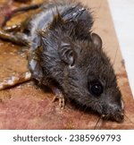 Small photo of Mice caught in a mouse trap glue trap, house mouse trapped by strong glue. Rat mouse captured onto glue trap.