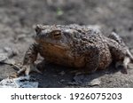 Small photo of Big toad creeps on the ground, the huge brown hoptoad (bufonidae), close up, shallow depth of field. Wildlife in springtime.