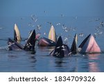 Bryde's Whale Group Are Trap...