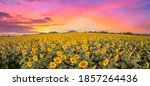 Panorama View Of Sunflower...