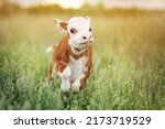 Calf Baby Cow Mini Hereford in Field Pasture at Sunset