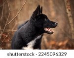 Small photo of A puppy of a black dog breed Russian Laika walks in the autumn forest park. Portrait of a hunting laika. Selective focus. Soft focus. Hunting dogs.