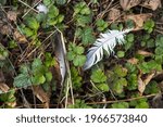 Small photo of A pigeon feather lies on a green undergrowth of a meadow, personifying lightness