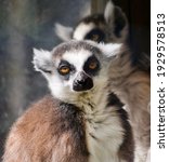 Portrait Of Ring Tailed Lemur...