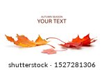 Autumn Season Concept  Maple...