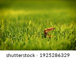 Leaf On The Green Grass