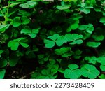 Small photo of Large green clover leaves field in forest. This mini plant also has beliefs or myths as a bringer of good luck.