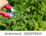 Small photo of A gardener manually cuts a raspberry bush with a bypass pruner. Pruning of raspberry and blackberry bushes with bypass secateurs. Dacha and vegetable garden, gardening, bush care.