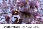 Small photo of purple flowering Paulownia Tomentosa tree