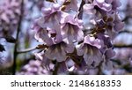 Small photo of purple flowering Paulownia Tomentosa tree