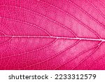 Small photo of leaf detailed texture super close up macro In Color of the year 2023 vibrates with vim and vigor magenta