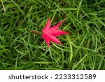 Small photo of maple leaf on green grass autumn background In Color of the year 2023 vibrates with vim and vigor magenta