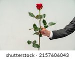 Cropped view of bearded brunette man standing, holding rose red flower and smiling in front of the camera. Indoor studio shot isolated on grey background 