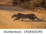 Leopard stalking a herd of...
