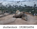Three Seals Laying On Top Of...