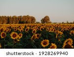 Sunflower Field Tuscany Italy...