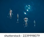 Small photo of Aerial view of Bottlenose dolphins in blue sea. Aquatic animals in Black sea