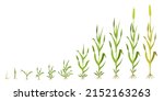 growth wheat in stages.... | Shutterstock .eps vector #2152163263