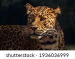 Close up of a tiger jaguar with ...