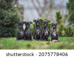 Portrait of five Italian Greyhound puppies sitting