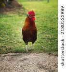 Small photo of Cock-a-doodle-doo walking in the grass