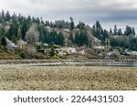Small photo of A view of the shoreline of Lynnwood, Washington at low tide.