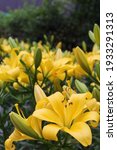 Yellow lilies in the shrub 