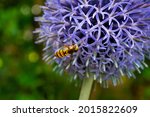 Small photo of Close-up of a hoverfly (Meliscaeva cinctella) on a flowering globe thistle (Echinops)