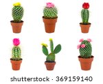 different types of cactus isolated on white background