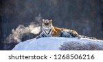 Siberian Tiger Lying On A Snow...
