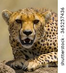 Portrait Of A Cheetah. Close Up....