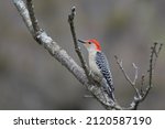 Red Bellied Woodpecker On A...