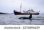 Small photo of Orca killer whale (Orcinus orca) spotted at whale watching outside Skjervoy, Tromso, Norway