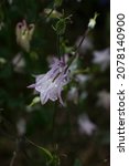 Small photo of Beautiful Delicate Purple Catchment Flower (Aquil?gia) Raindrops Green Background. Nature After Rain