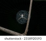Small photo of Dorsal view of an orb weaver spider (Argiope aemula) sitting on its web. Orb weaver spider with web. Focus The lower body of a orb weaver spider