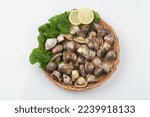 Small photo of shellfish in the lily family The shell is about 4cm long and 3cm high, and there is a fan base on the shell, and there is a grayish white and grayish blue pattern, but there are severe variations depe