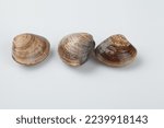 Small photo of shellfish in the lily family The shell is about 4cm long and 3cm high, and there is a fan base on the shell, and there is a grayish white and grayish blue pattern