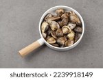 Small photo of shellfish in the lily family The shell is about 4cm long and 3cm high, and there is a fan base on the shell, and there is a grayish white and grayish blue pattern, but there are severe variations depe