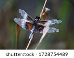 A Widow Skimmer Dragonfly With...