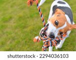 The dog is playing tug-of-war with the rope. Playful dog with toy. Tug of war between master and beagle dog. Canine at play with a dog toy. The concept of a vital and playful hound. Agility concept.
