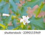 Small photo of Datura stramonium, known by the common names thorn apple, jimsonweed jimson weed , devil's snare, or devil's trumpet, is a poisonous flowering plant of the nightshade family Solanaceae. It is a
