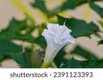 Small photo of Datura stramonium, known by the common names thorn apple, jimsonweed jimson weed, devil's snare, or devil's trumpet, is a poisonous flowering plant of the nightshade family Solanaceae. It is a species