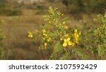 Small photo of Beautiful Tanners cassia flower also known as Senna auriculata, Tanner's senna, Styptic Weed, Matara-tea shot under direct sunlight without editing