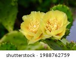 Yellow Flowers Of Cactus On...