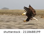 A Flying Bald Eagle  Haliaeetus ...