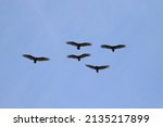 A Flock Of Turkey Vultures...