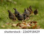 Small photo of Flock of California Quail (Callipepla californica) running along the ground through the grass, at eye or ground level